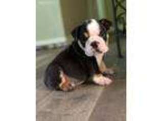 Bulldog Puppy for sale in Colton, CA, USA