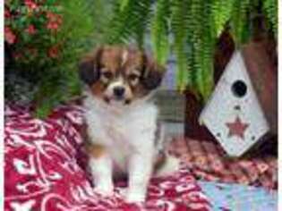 Papillon Puppy for sale in Sharon, MA, USA