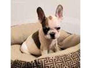 French Bulldog Puppy for sale in Screven, GA, USA