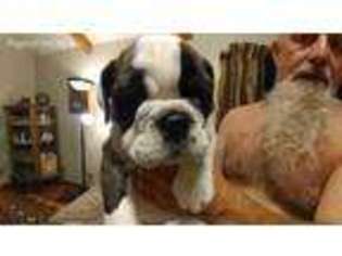 Bulldog Puppy for sale in New Haven, KY, USA