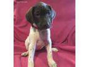 German Shorthaired Pointer Puppy for sale in Divide, CO, USA