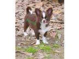 Chihuahua Puppy for sale in Gonzales, LA, USA