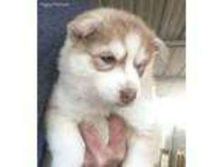 Siberian Husky Puppy for sale in Yadkinville, NC, USA