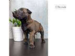 Belgian Malinois Puppy for sale in Oklahoma City, OK, USA