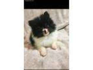 Pomeranian Puppy for sale in Texas City, TX, USA