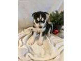 Siberian Husky Puppy for sale in Baltic, OH, USA