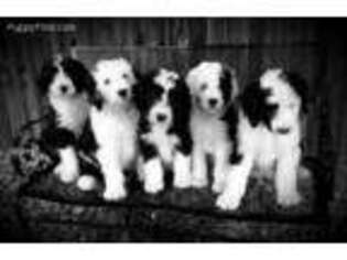 Old English Sheepdog Puppy for sale in Wellington, CO, USA