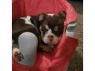 Bulldog Puppy for sale in Odon, IN, USA
