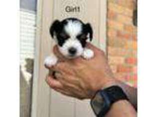 Biewer Terrier Puppy for sale in El Paso, TX, USA