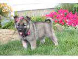 Norwegian Elkhound Puppy for sale in Nappanee, IN, USA