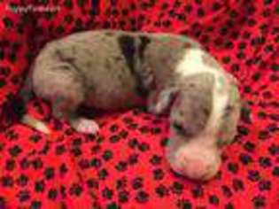 Great Dane Puppy for sale in Glasgow, KY, USA