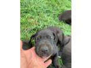 Great Dane Puppy for sale in Fulda, MN, USA
