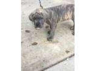 Cane Corso Puppy for sale in Huntersville, NC, USA