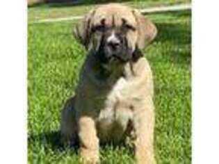 Boerboel Puppy for sale in Beecher City, IL, USA