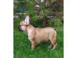 French Bulldog Puppy for sale in Rockville, MD, USA