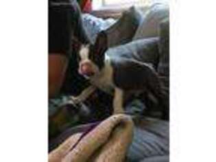 Boston Terrier Puppy for sale in Cloquet, MN, USA