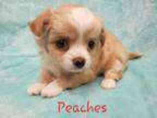 Chihuahua Puppy for sale in Supply, NC, USA