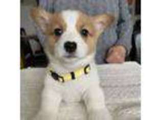 Pembroke Welsh Corgi Puppy for sale in Sacramento, CA, USA