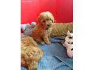 Cavapoo Puppy for sale in Fulton, MO, USA