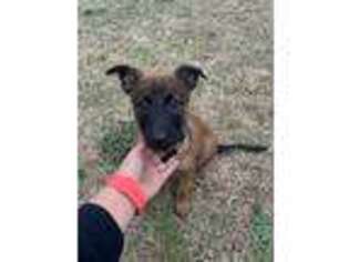 Belgian Malinois Puppy for sale in Raeford, NC, USA