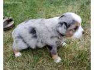 Miniature Australian Shepherd Puppy for sale in Chillicothe, IL, USA