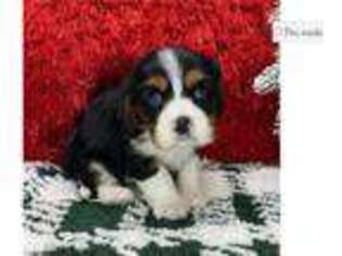 Cavalier King Charles Spaniel Puppy for sale in Fort Wayne, IN, USA