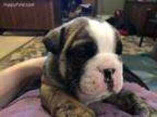 Bulldog Puppy for sale in Lenoir, NC, USA