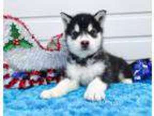 Alaskan Malamute Puppy for sale in Cheney, WA, USA