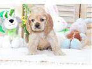 Cocker Spaniel Puppy for sale in Polk City, FL, USA