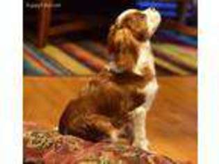 Cavalier King Charles Spaniel Puppy for sale in Elizabeth, AR, USA