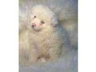 Pomeranian Puppy for sale in Blue Island, IL, USA