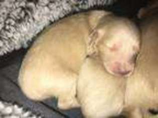 Dachshund Puppy for sale in Trinity, AL, USA