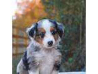 Miniature Australian Shepherd Puppy for sale in Chocowinity, NC, USA