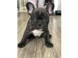 French Bulldog Puppy for sale in Holtsville, NY, USA