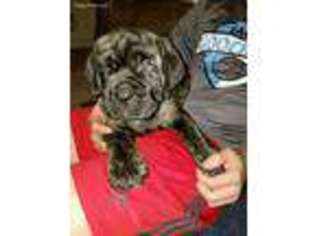 Cane Corso Puppy for sale in Midlothian, VA, USA