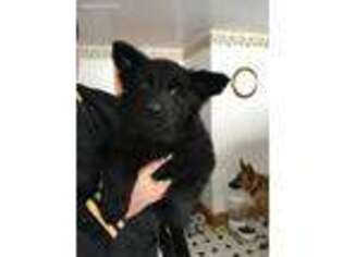 German Shepherd Dog Puppy for sale in Nelson, WI, USA