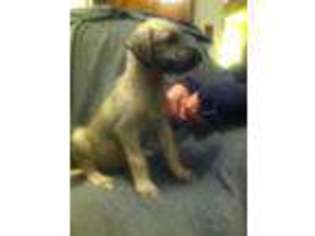 Irish Wolfhound Puppy for sale in Ashland, WI, USA