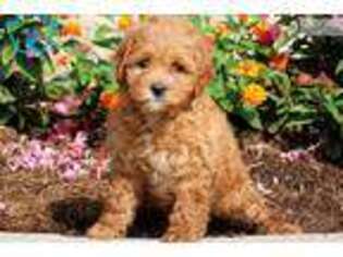 Shih-Poo Puppy for sale in Lancaster, PA, USA