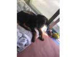 Rottweiler Puppy for sale in Niles, IL, USA