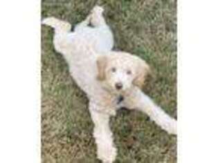 Goldendoodle Puppy for sale in Birmingham, AL, USA