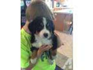 Bernese Mountain Dog Puppy for sale in SAINT HELENS, OR, USA