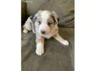 Australian Shepherd Puppy for sale in Riverview, MI, USA