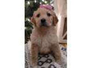 Goldendoodle Puppy for sale in Warsaw, OH, USA