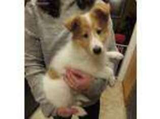 Collie Puppy for sale in Eagle Creek, OR, USA