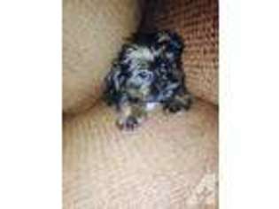 Shorkie Tzu Puppy for sale in KNOXVILLE, TN, USA