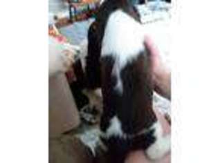 English Springer Spaniel Puppy for sale in York, ME, USA