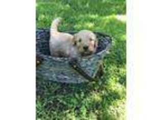 Golden Retriever Puppy for sale in Wagoner, OK, USA