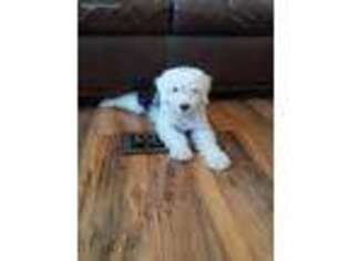Old English Sheepdog Puppy for sale in Midland, OH, USA