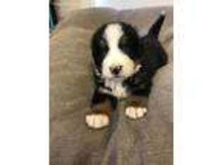 Bernese Mountain Dog Puppy for sale in Bonners Ferry, ID, USA