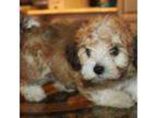 Havanese Puppy for sale in Bladenboro, NC, USA